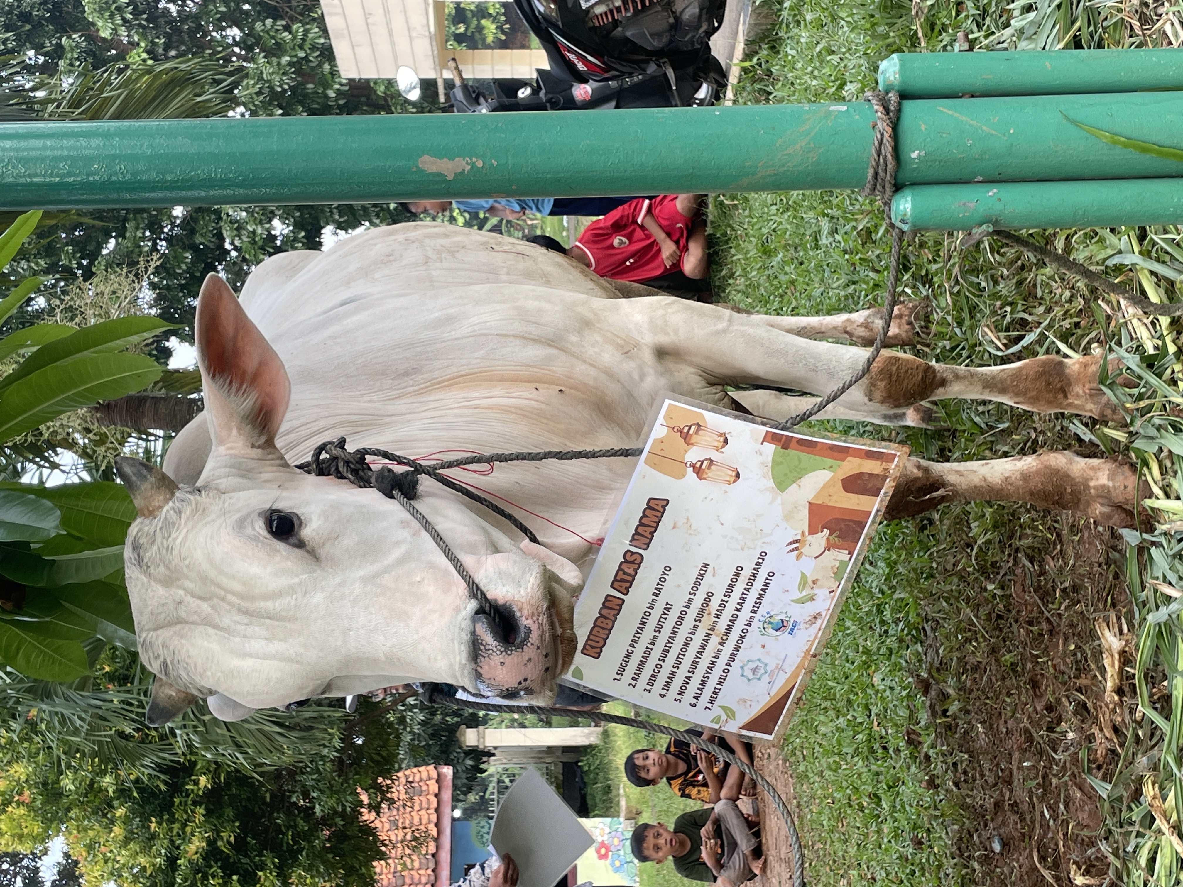 Penyerahan Hewan Qurban TACI ke Desa CIkedokan